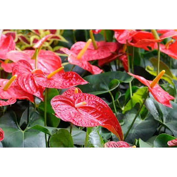 Red Anthurium 